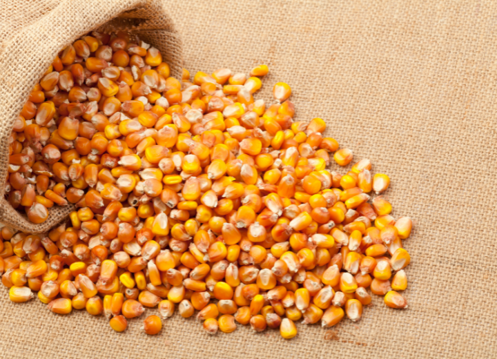 YASSO Capital Import and Export