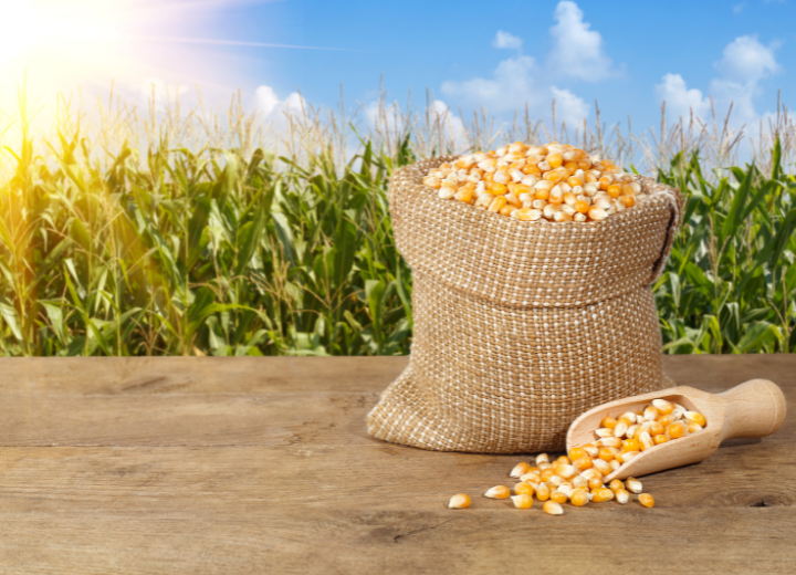Maize agricultural production