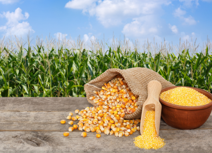Maize prepared for market